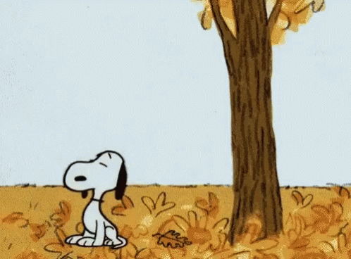 Fall is in the air!